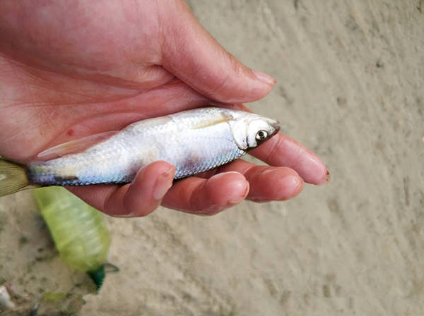 原创农村有一种鱼和白条长的很像新鲜的能卖到200元一斤了