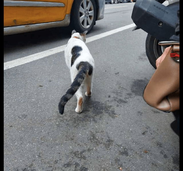 猫吃完猫条后,转身离开深藏功与名,甩一甩尾巴不留下一根猫毛?
