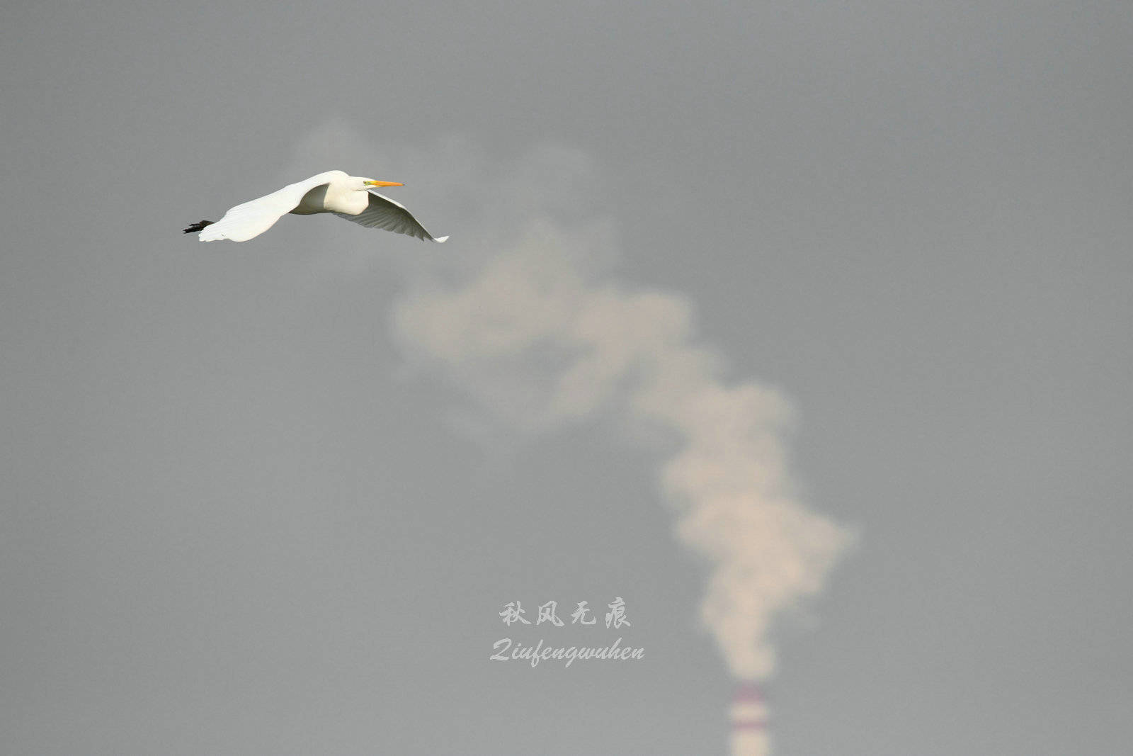 水库|鹭舞鸥翔，碧波树影，融入汧渭之汇故地王家崖水库的冬天风景里