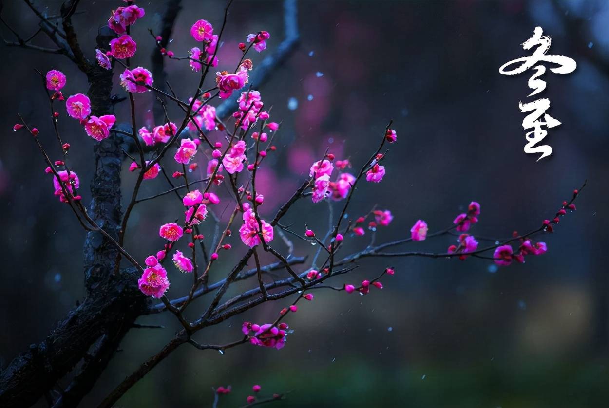 「诗词鉴赏」冬至阳生春又来,十二首冬至的诗词,自有春意萌动_梅花如