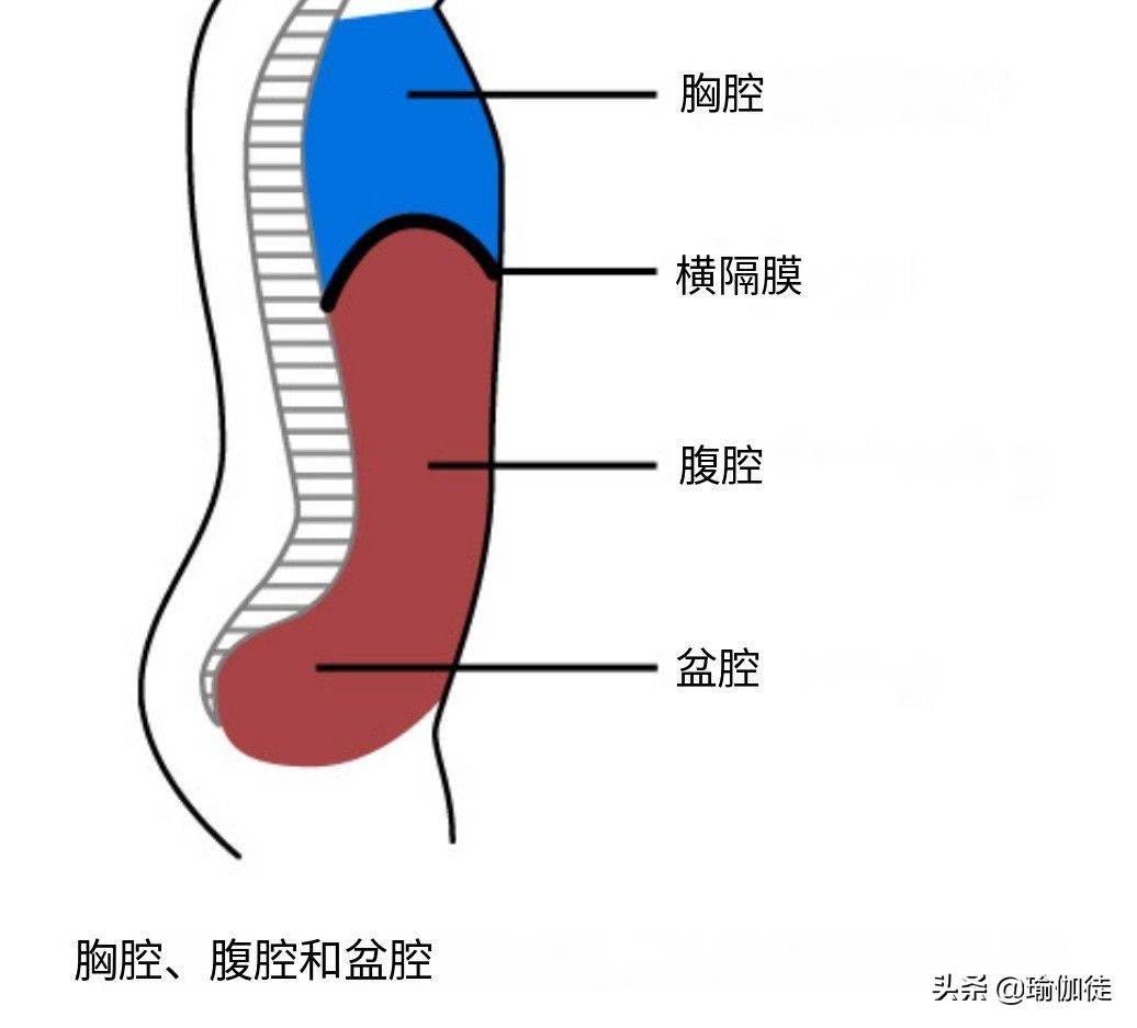 胸腔内部结构图片