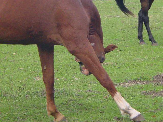 想要聽懂馬兒的心聲,看完這篇文章你就懂了_耳朵_馬匹_馬仔和