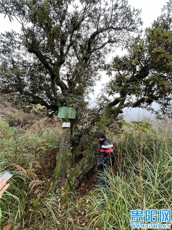 树则|直逼百里“杜鹃花王”！贵阳这棵杜鹃树 树龄超过三百岁