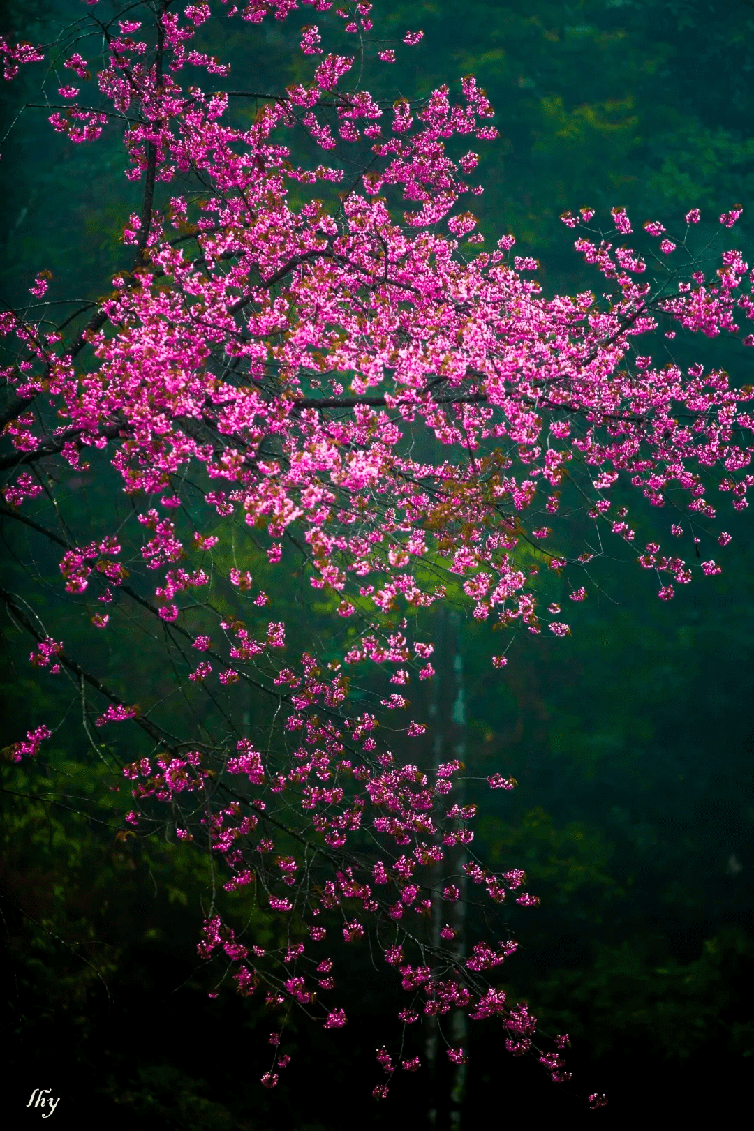 季节|去腾冲樱花谷，赏“浪漫樱花”