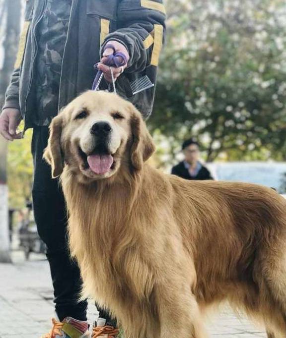 家长|狗狗挑食怎么办?这4个原因你发现了吗?一招解决狗狗挑食毛病