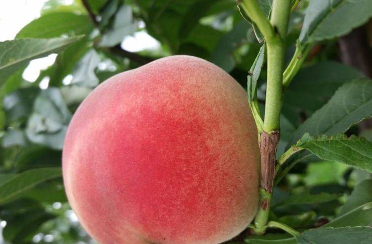 可以寓意着长寿,所以桃子又被叫做仙桃,寿果.