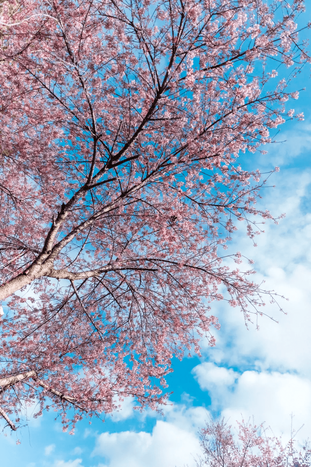 季节|去腾冲樱花谷，赏“浪漫樱花”