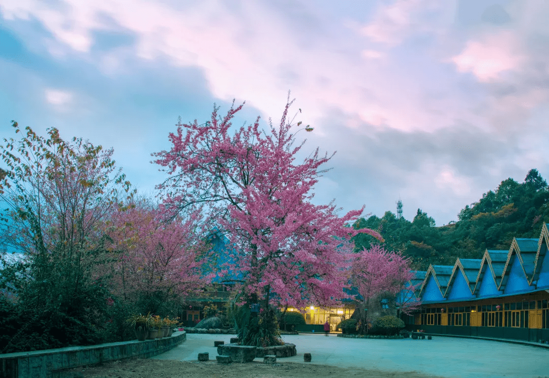 季节|去腾冲樱花谷，赏“浪漫樱花”