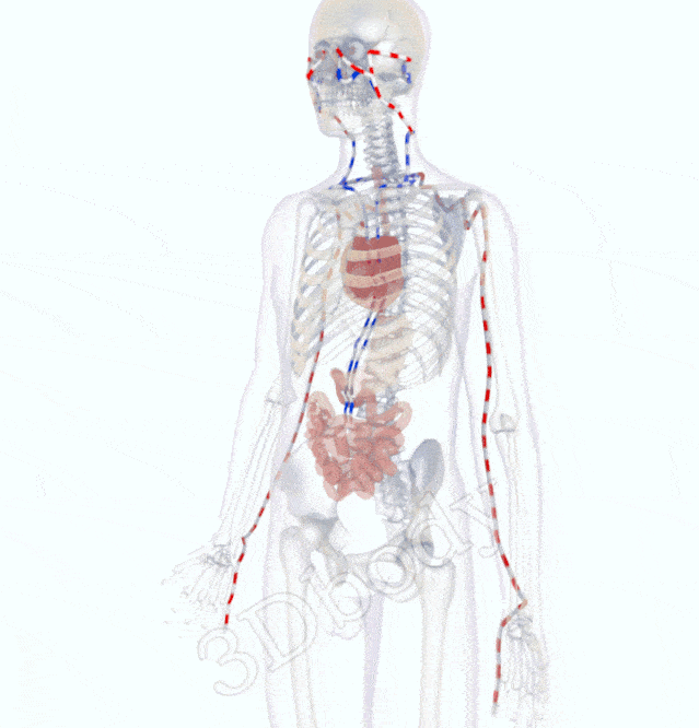 中医精美3d经络图,手太阳小肠经,大河养生古法八段锦必备_后溪_阳谷