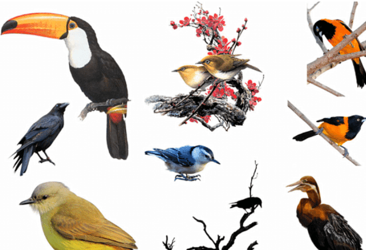 美国国鸟是鹰 日本国鸟是绿雉 印度国鸟是孔雀 中国国鸟是啥 鸟类 评选 国家