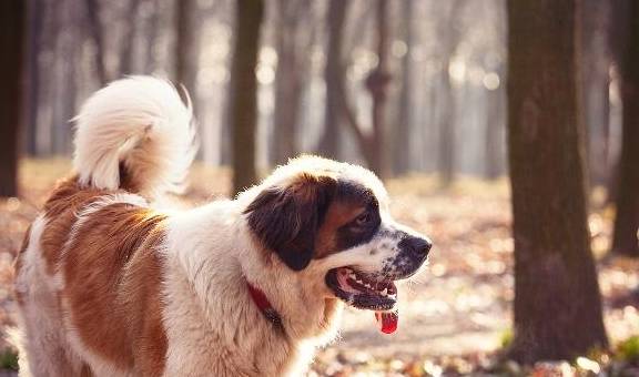 體重|聖伯納犬堪稱世界上體型最大的犬種之一,那麼好養嗎?