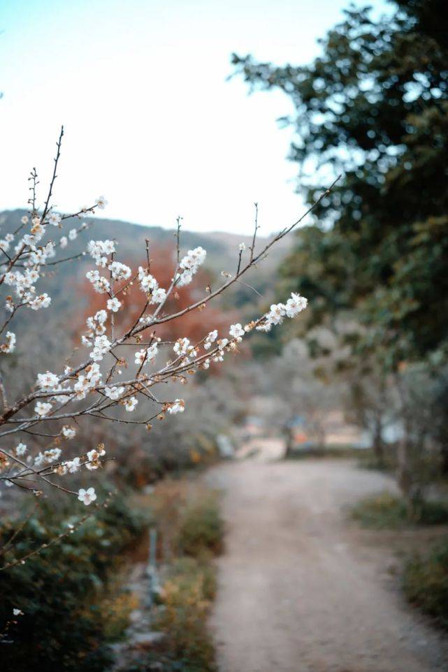 天门|永泰：春华秋实，一季青梅花又开