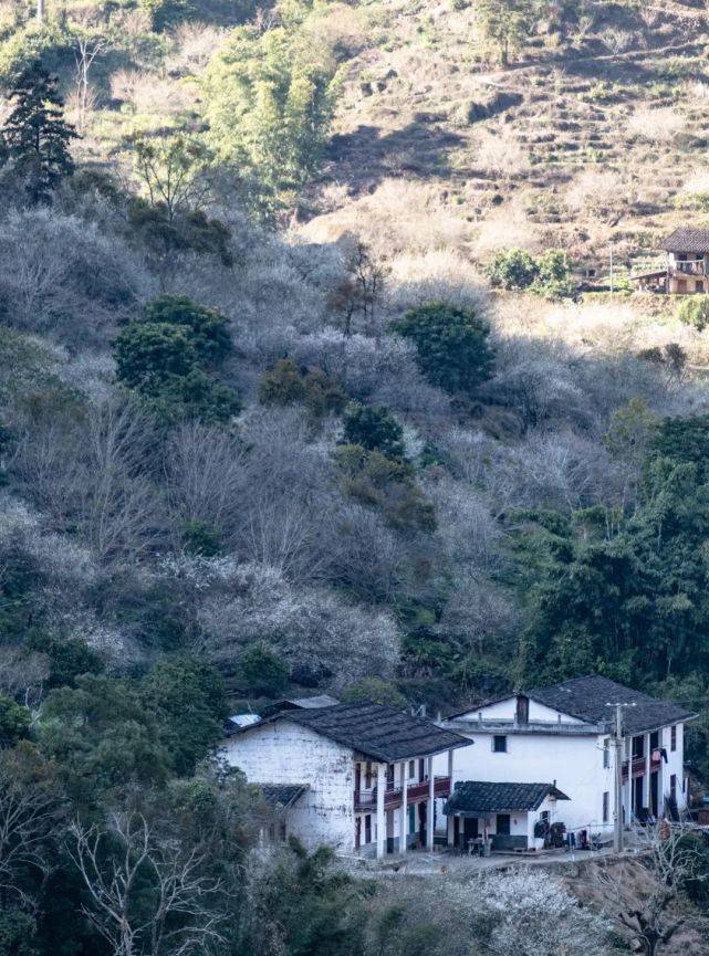 天门|永泰：春华秋实，一季青梅花又开