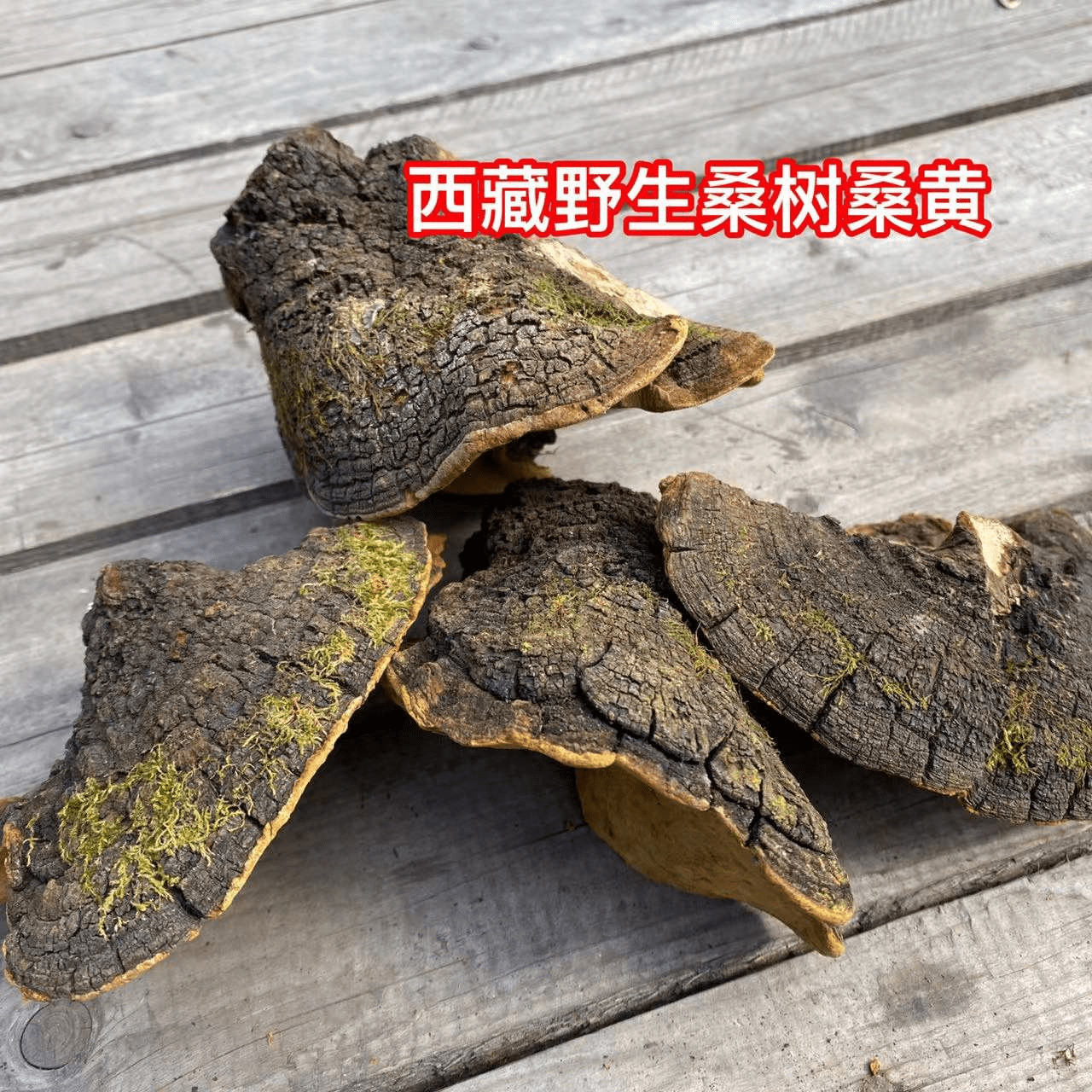 那曲虫草配野生桑树桑黄对肺结节肺癌的功效和吃法