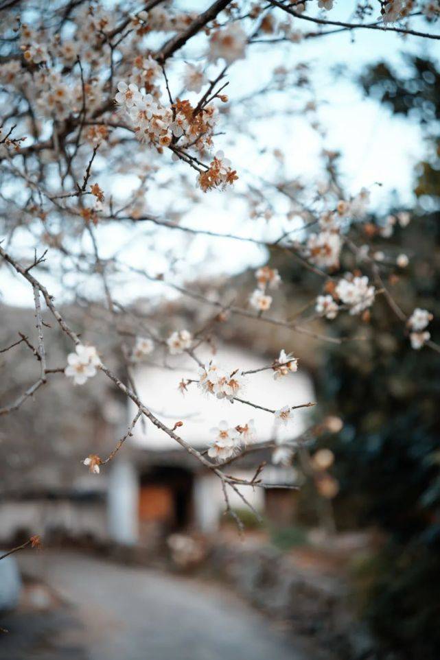 天门|永泰：春华秋实，一季青梅花又开