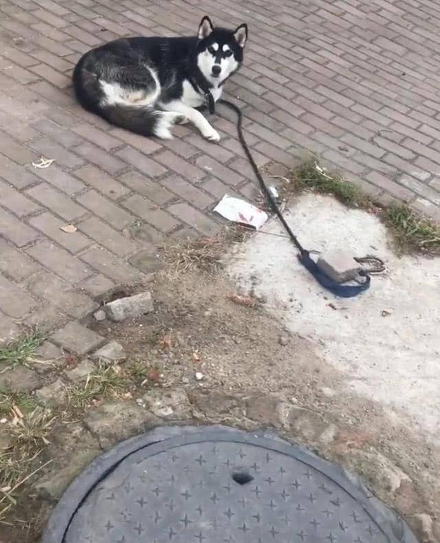 因为哈士奇趴在路边，女子靠近一看后笑喷，二哈：没看到我被拴住了吗