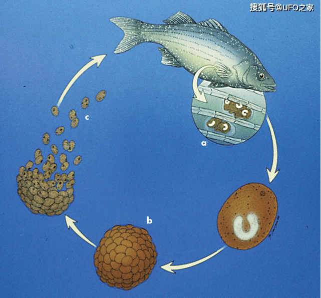 鱼多久会被憋死 c99c03cb007c4c009bfccee31c677bba.png