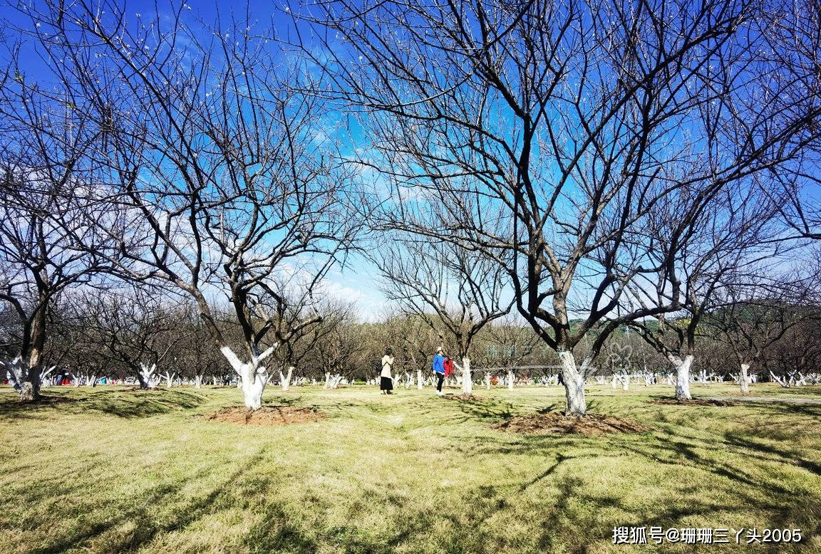 广州这个免费“香雪”观赏地，“十里梅林”即将盛放，千万别错过