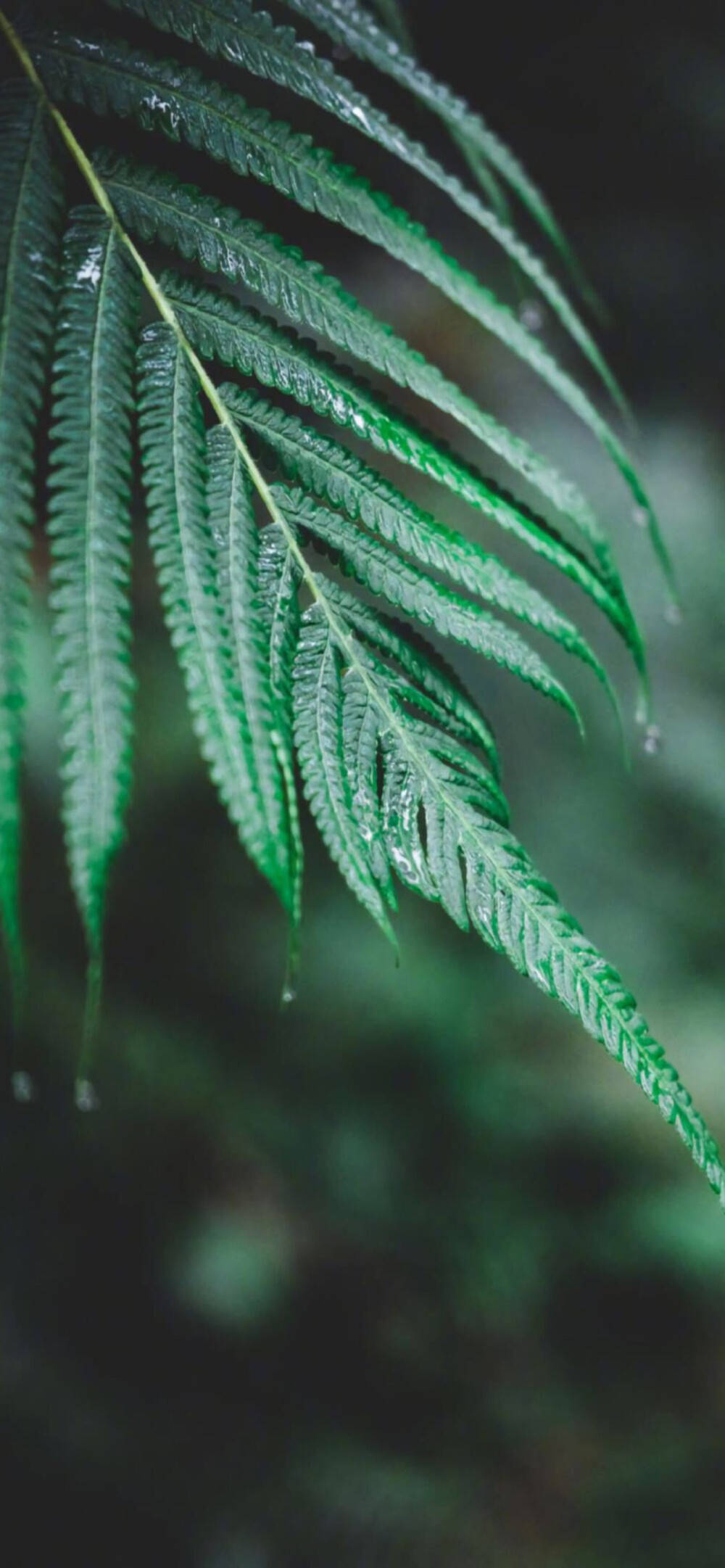 1000_2162竖版 竖屏