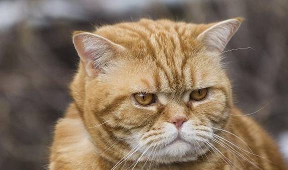 因为最容易饲养的3种猫咪，中华狸花猫上榜，橘喵闻名猫圈！