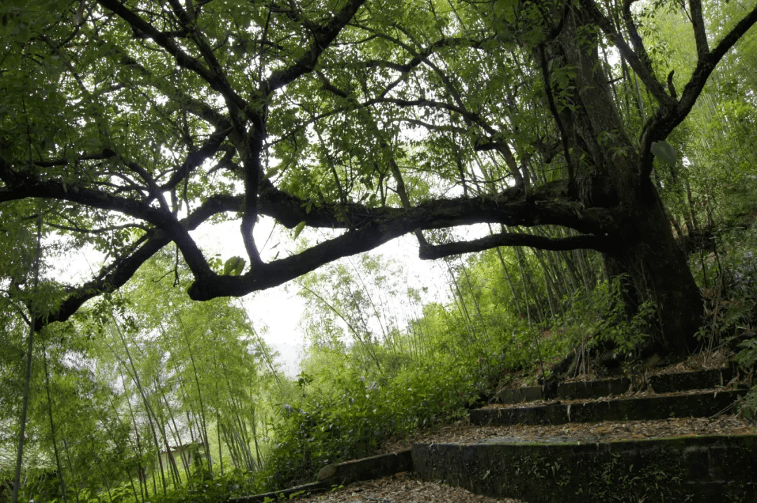 节日|【国家AA级景区】腾冲五合帕连傣族古寨景区