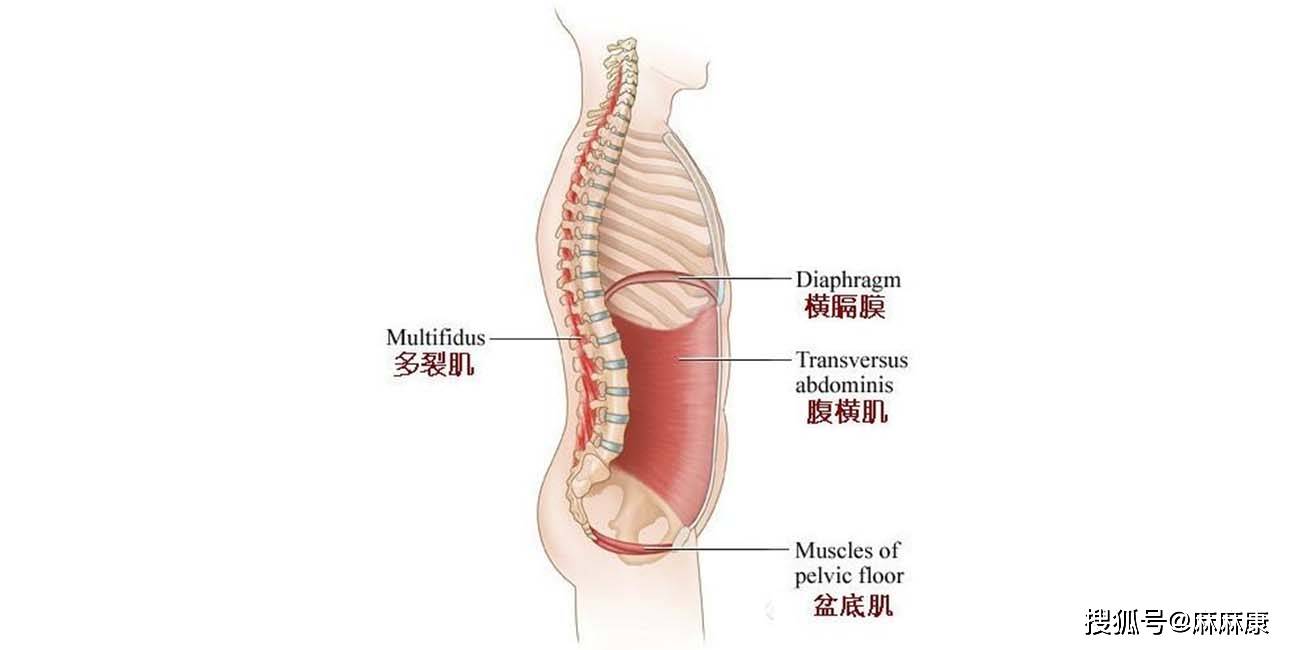 这6个女性盆底健康冷知识 你知道几个 问题 性生活 症状