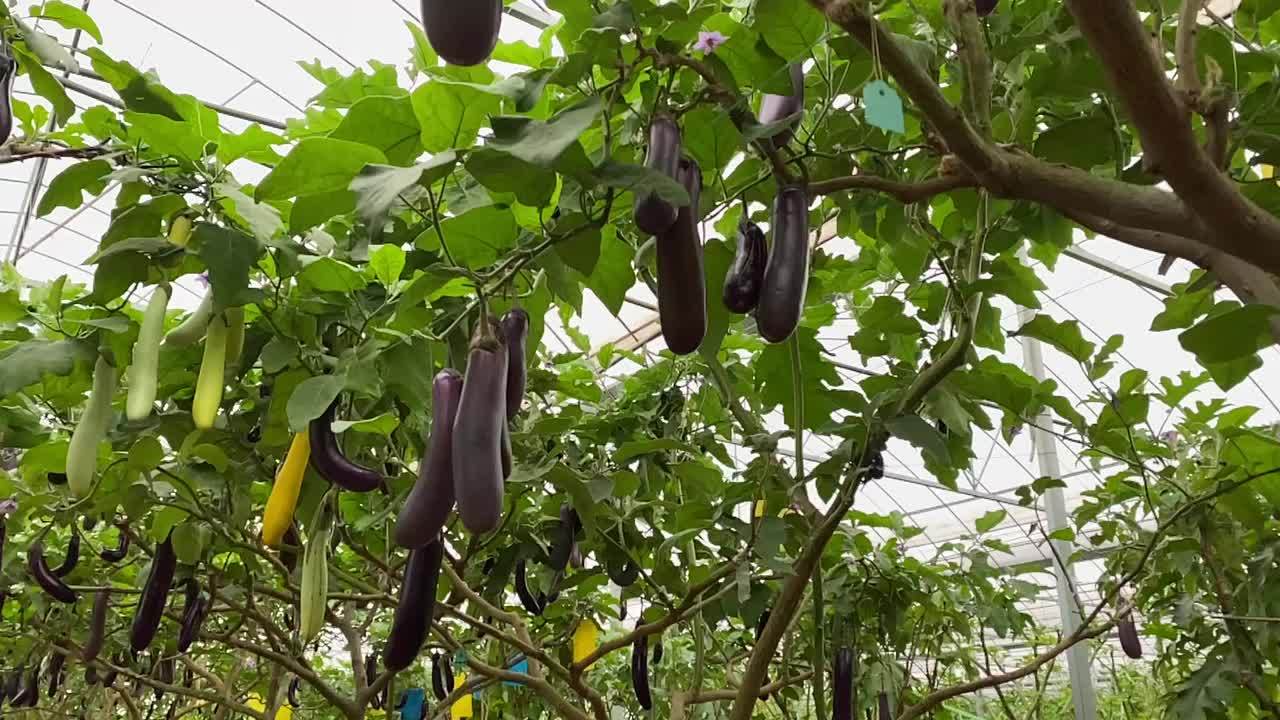 茄子树树上长得茄子你见过吗