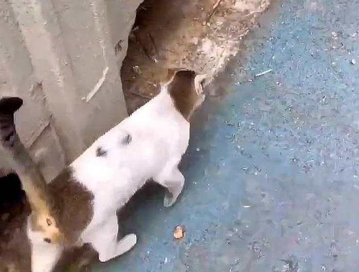 流浪猫妈妈拦住路人:能给我一些食物吗?一点点就好,孩子们很饿 流浪猫妈妈拦住路人:能给我一些食物吗?一点点就好,孩子们很饿