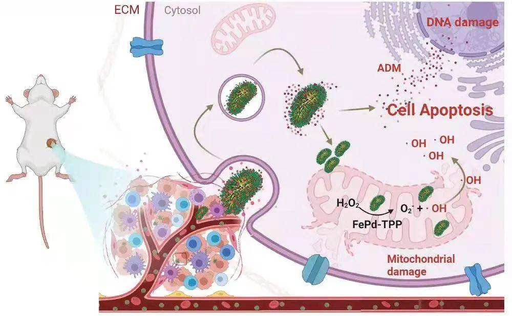 清华团队开发高效化学动力学治疗纳米催化剂用于肿瘤治疗