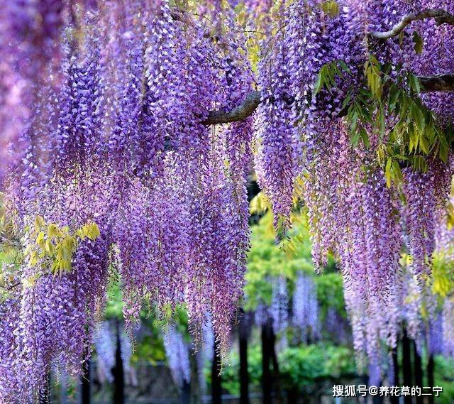 一棵紫藤，开成仙境，家里养一棵，能吃能喝能赏花