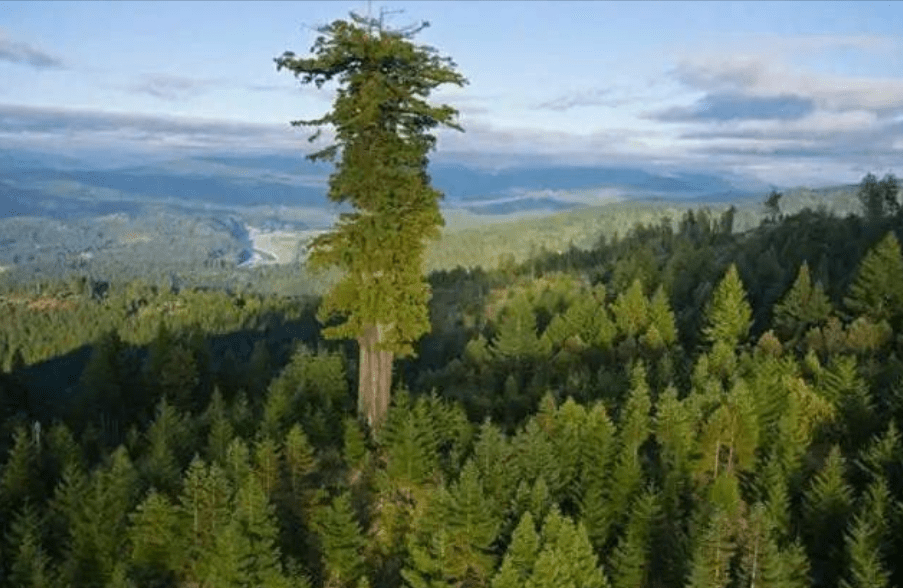  原创 地球上5棵摩天大树，一棵比云层还高8英尺，我国这棵被叫望天树