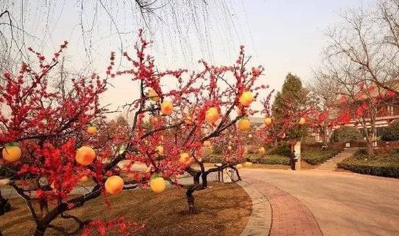 西安今年春节大唐芙蓉园有灯会寒窑有庙会 也是年味十足