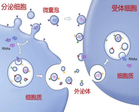 干细胞鑫赛尔面膜面霜全国火热招商中，宝亨实业全程辅导