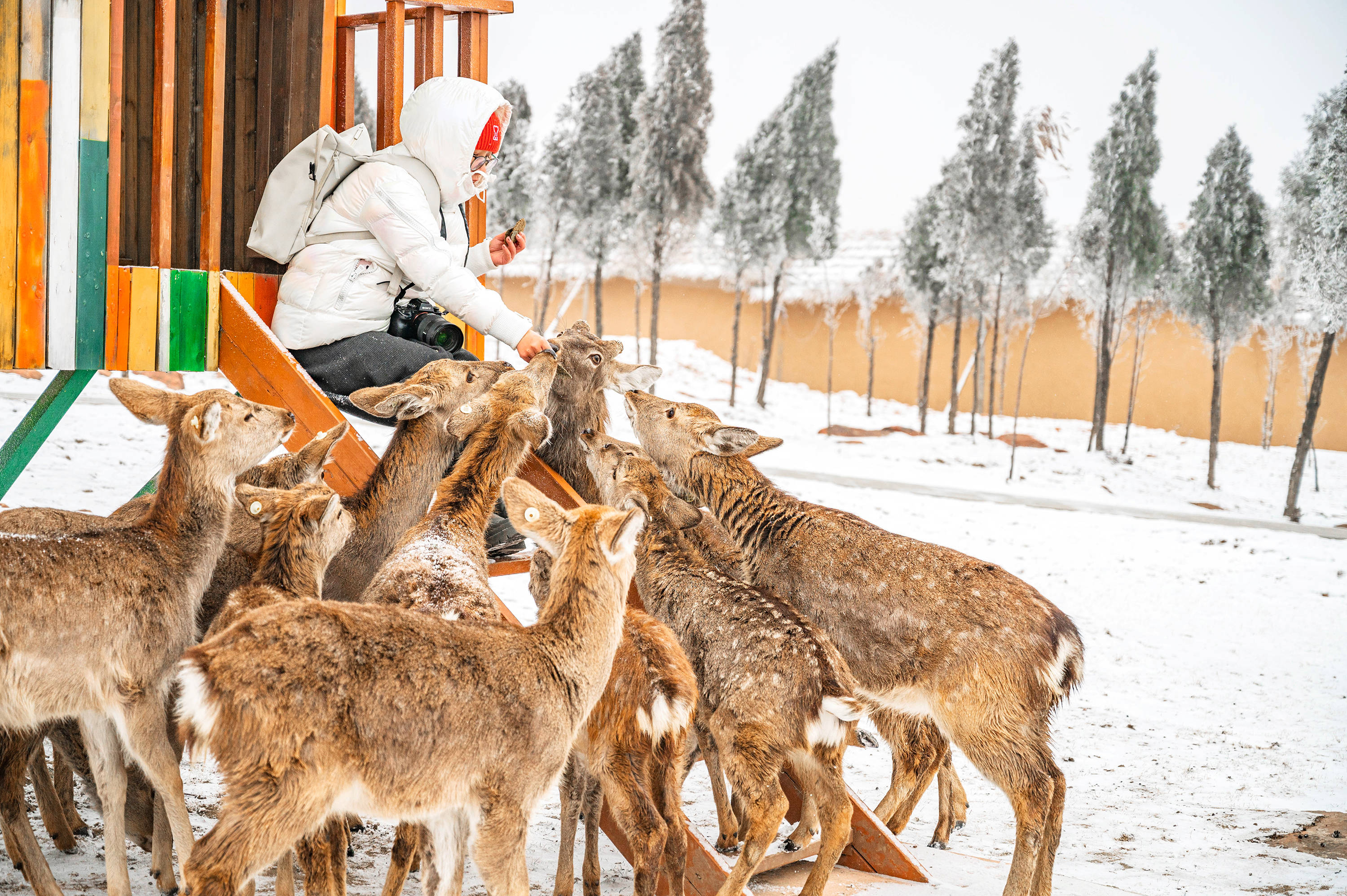 森林|跨年春节遛娃好去处，郑州伏羲山云上牧场喂小鹿嗨玩冰雪