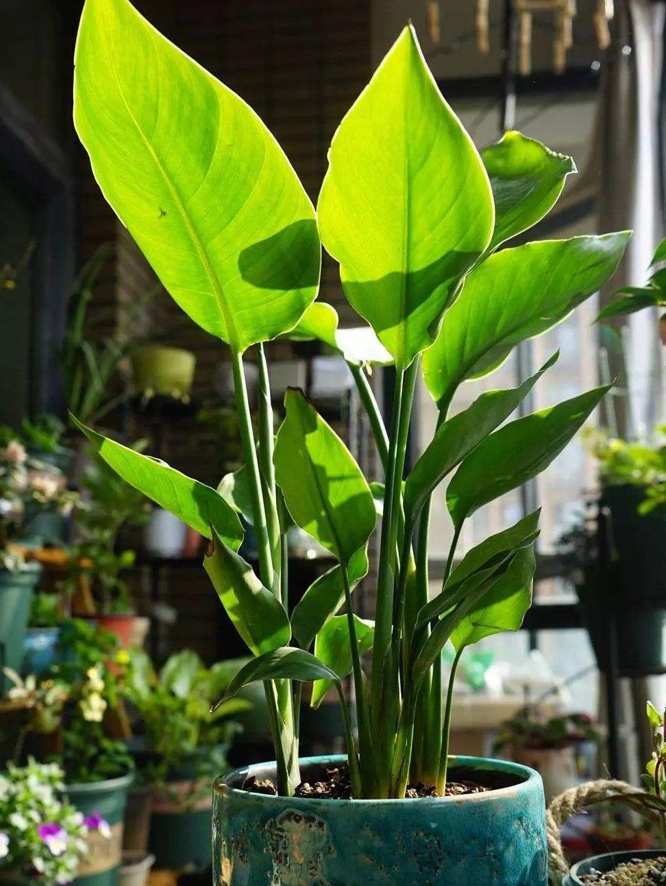 盆栽土怎么杀虫最好 cbd3e074bc62412fb5cca636c2e64c5c.jpeg