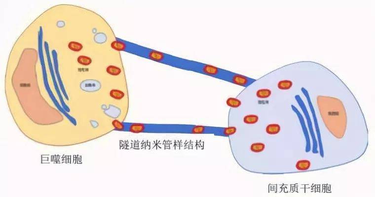 治疗|一文读懂：间充质干细胞治疗慢阻肺的原理