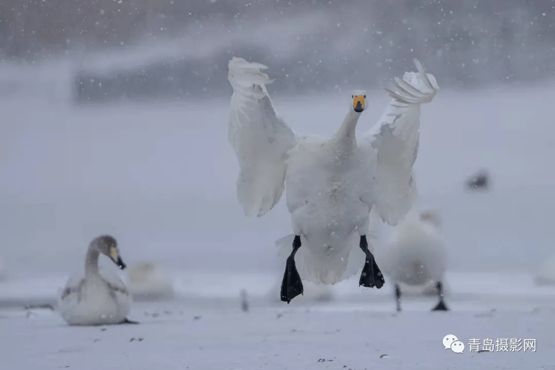 柳絮|一月一题 | 雪，让这个世界变得温柔而浪漫