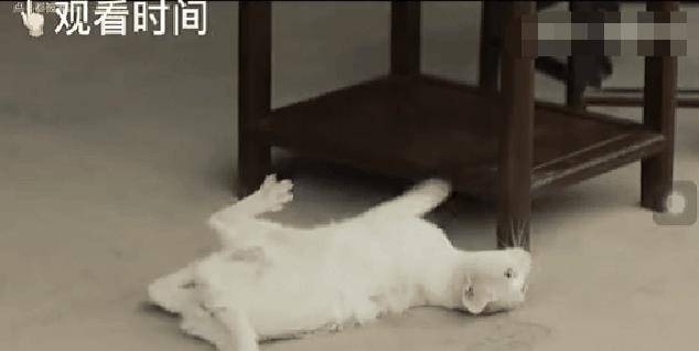 蒋勤勤|《当家主母》被曝虐猫，为拍戏把猫伤害致死！剧组公开真实情况！