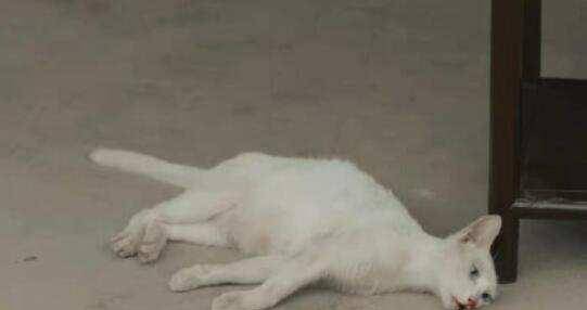 白猫|《当家主母》小白猫惨死，剧组发声明回应，网友为何却不认同？