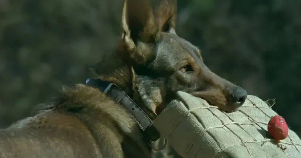 猫咪|《当家主母》疑毒死真猫,画面太真实引争议,剧组澄清毫无说服力