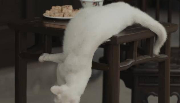 白猫|《当家主母》猫的演技都这么到位了吗，抽搐动作逼真