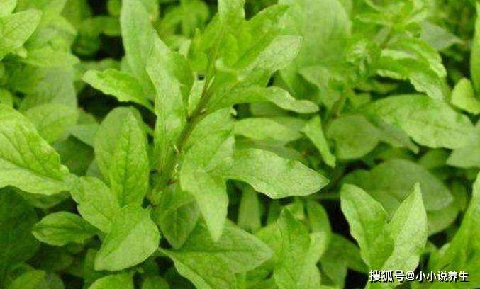 如何快速去火消炎解毒 cb2537cd2a4f4790b524c243c84fd6c0.jpeg