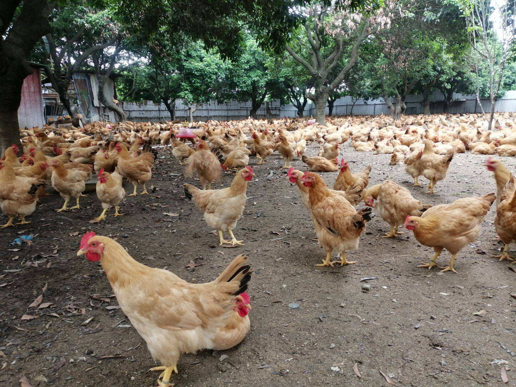 招聘养鸡_肉鸡场盈利八招 如何养鸡才赚钱 肉鸡养殖场生产销售管理手册 科(2)