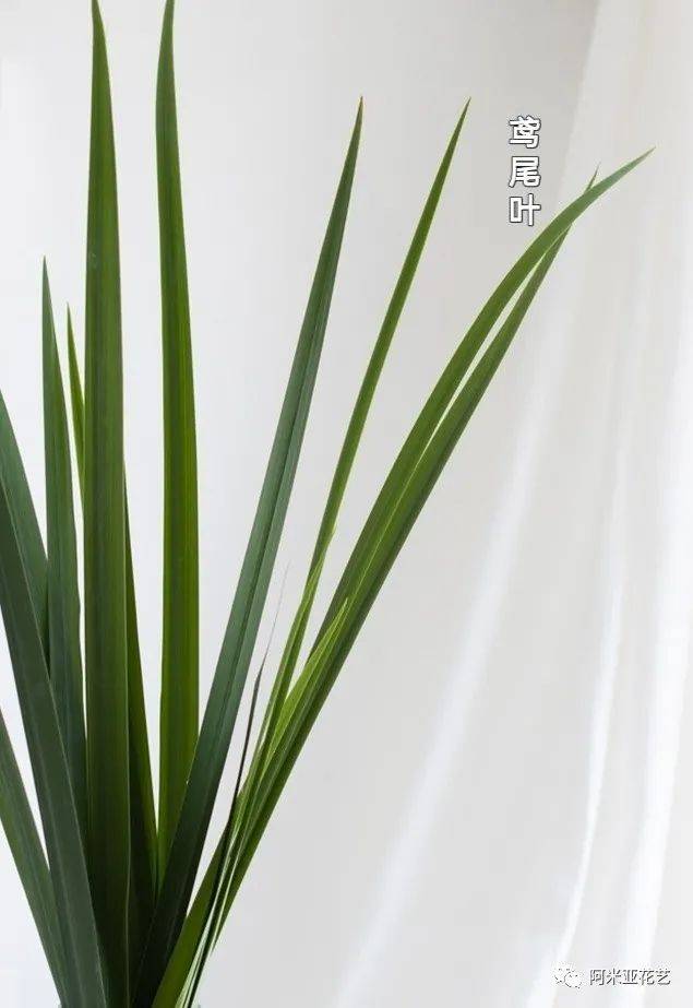 花艺常用100种叶材分享