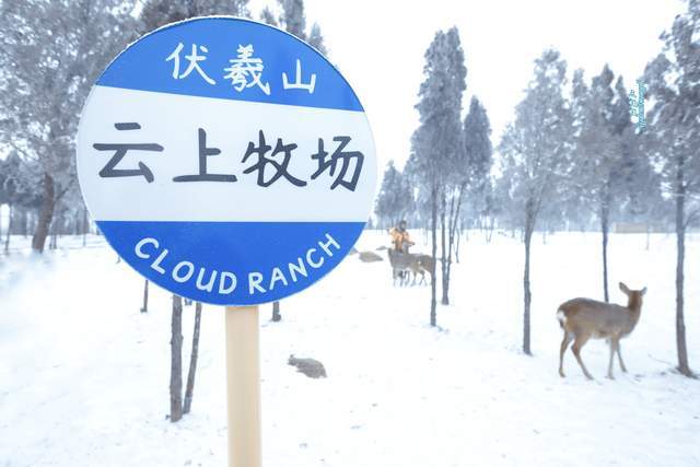 伏羲山|被冰雪装扮的云上牧场美成童话世界 郑州人冬日游玩嗨翻天