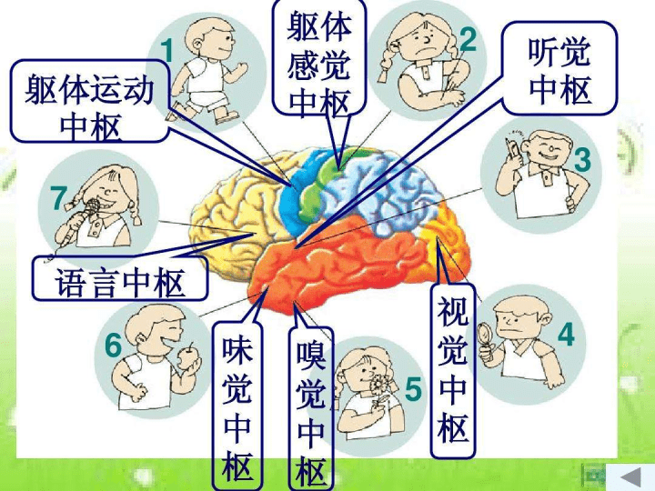 au大腦學院大腦主要結構以及功能區劃分