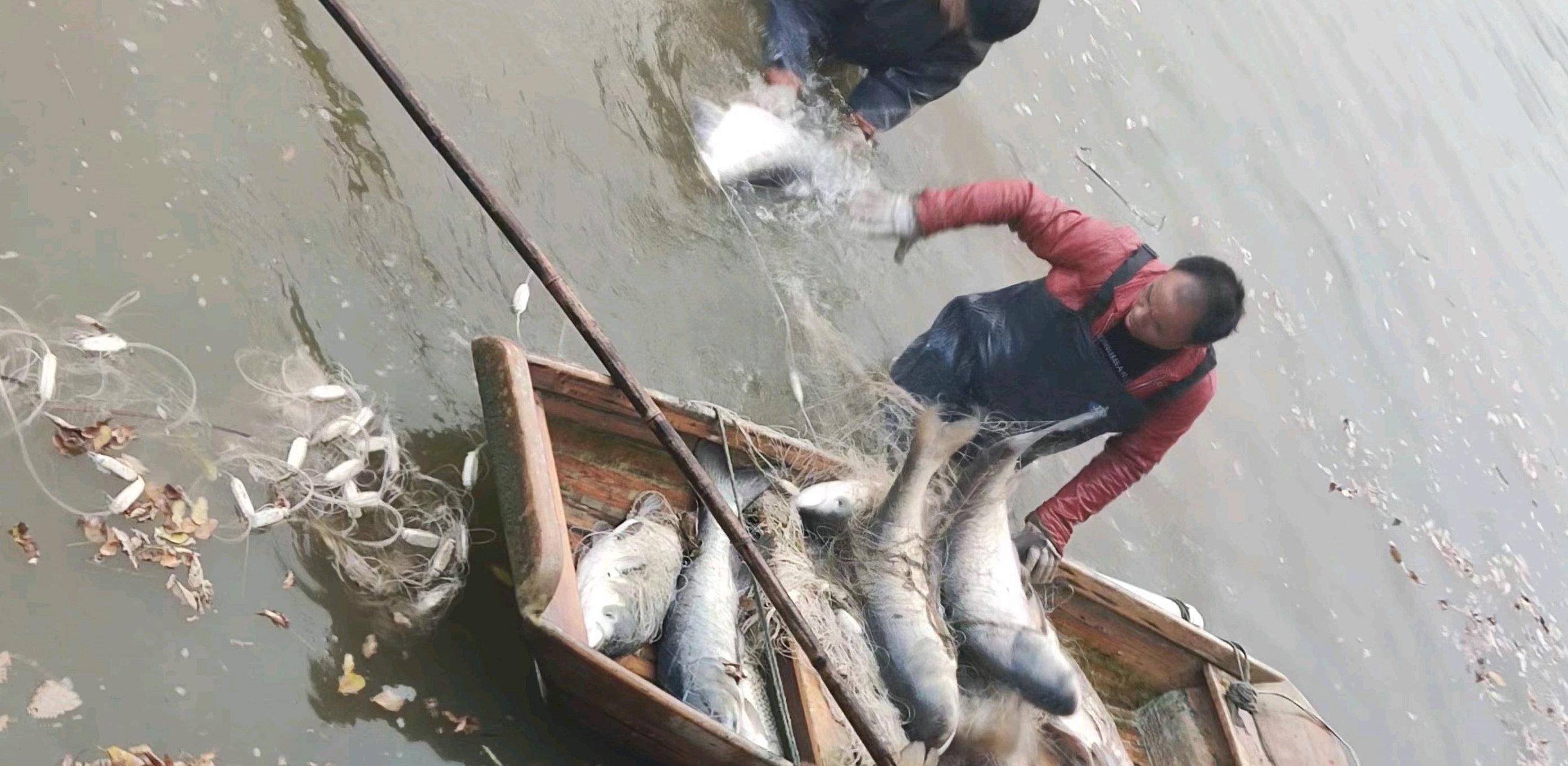 长沙笃行湖里捞起许多大鱼，一二十斤一条，这些鱼可以免费吃！