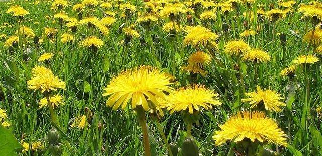 婆婆丁治什么病 0944f248674d48cc8fc2fb770cfb5d9c.jpeg