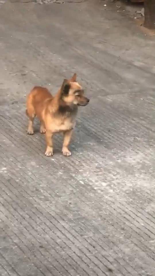 怎么看小狗有没有配上呢 0e01bb0a31e34614a71c0a9eeec83546.jpeg