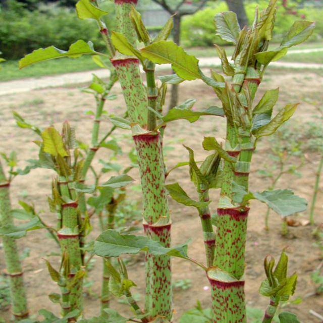 花斑|农村一种植物,农民用来喂猪,我们当零食吃,如今一斤30成稀罕货